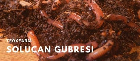 Solucan Gübresi ve Organik Tarımın Önemi