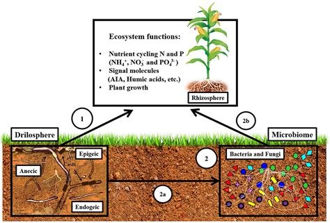 The Role of Vermicompost in Promoting Soil Microbial Diversity