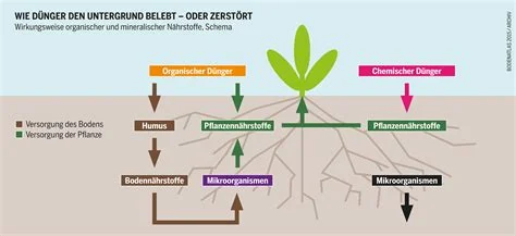 Die Auswirkungen Von Organischem Dnger Auf Die Nhrstoffaufnahme Von  Pflanzen