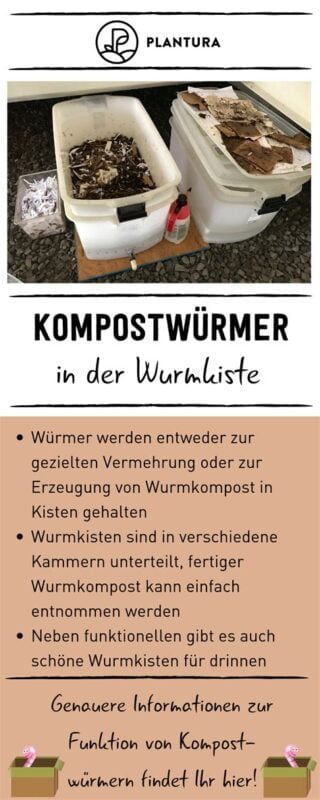 Die besten Methoden zur Ernte von Wurmkompost ohne die Würmer zu verletzen
