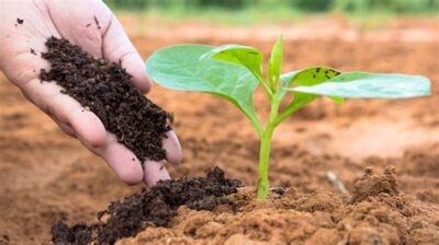 Maximizing the Value of Vermicompost Fertilizer in Horticultural Practices