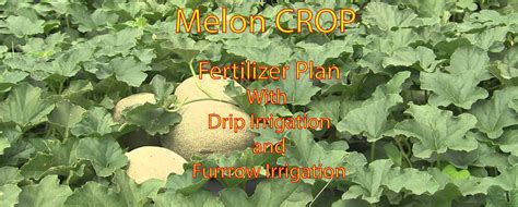 Angora Melon Fertilization Schedule and Use of Vermicompost