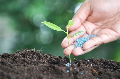 Die Zukunft von organischem Dünger: Innovationen und Entwicklungen 1 Die Zukunft von organischem Dünger: Innovationen und Entwicklungen