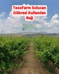 Solucan Gübresi ile Üzüm Bağlarında Yüksek Verim, Uzun Raf Ömrü ve Hastalıklara Direnç 1 6fa8c650eeb3006814eb3793c913bf37